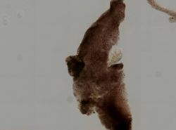 Chondrosia collectrix image