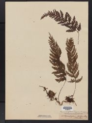 Hymenophyllum hygrometricum image