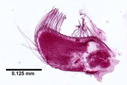 Stomatolepas elegans image