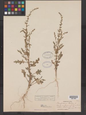 Chenopodium botrys image