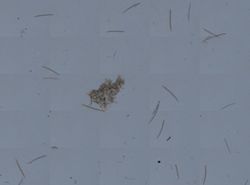 Spongilla lacustris image