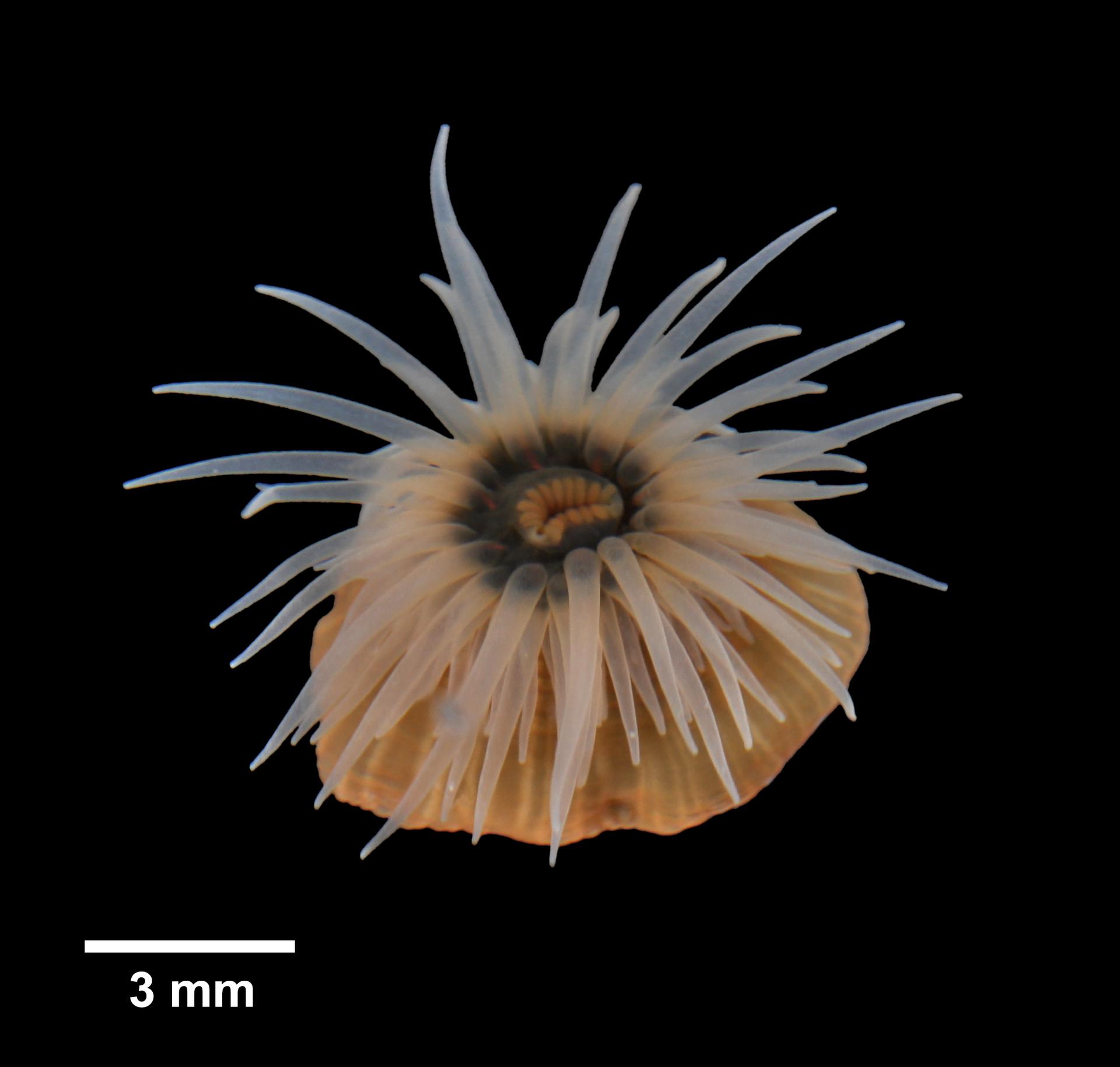 Haliplanellidae image