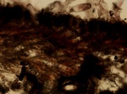 Clathria prolifera image