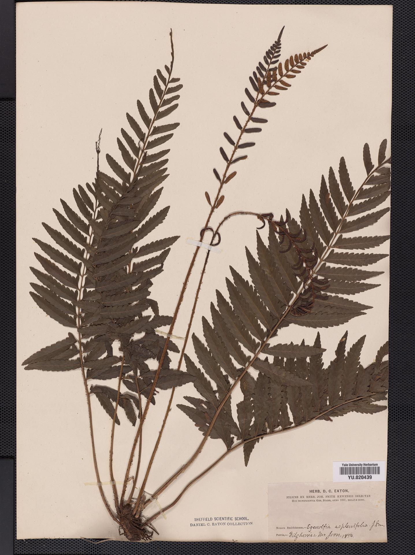 Bolbitis asplenifolia image