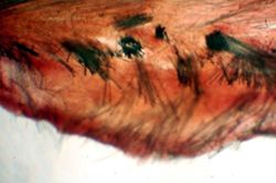 Cinachyrella kuekenthali image