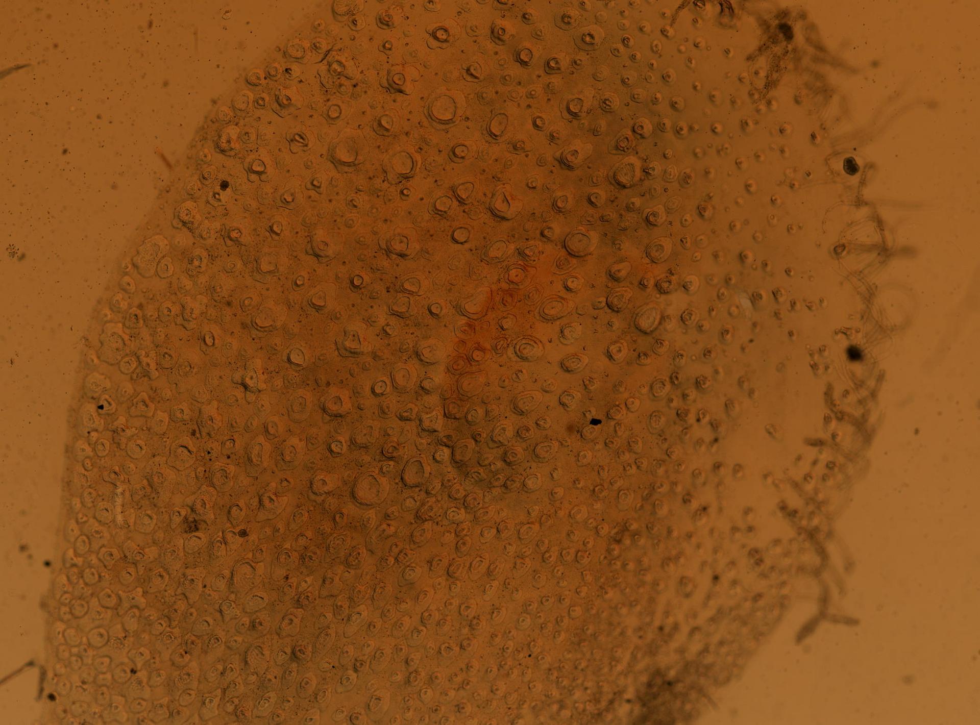 Lepidonotus angustus image
