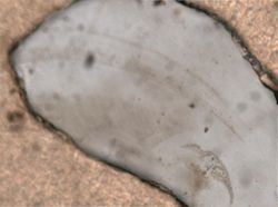 Trichocerca cylindrica image