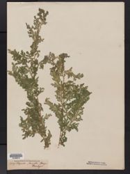 Selaginella polymorpha image