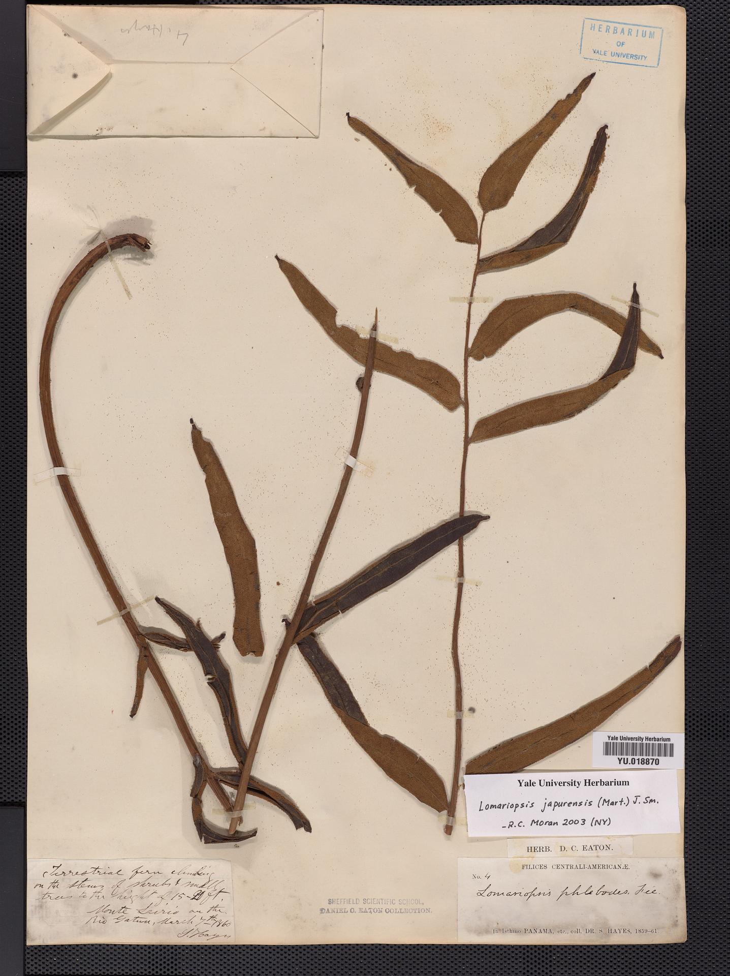 Lomariopsis japurensis image