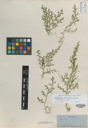 Selaginella cavifolia image