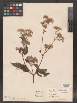 Ageratina altissima var. altissima image