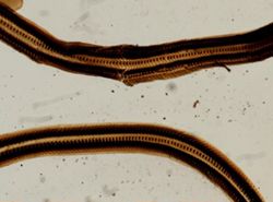 Pomatias elegans image