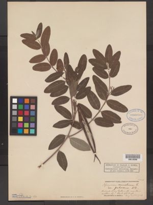 Apocynum cannabinum var. pubescens image
