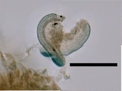 Lensia conoidea image