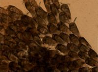 Dendrobeania longispinosa image