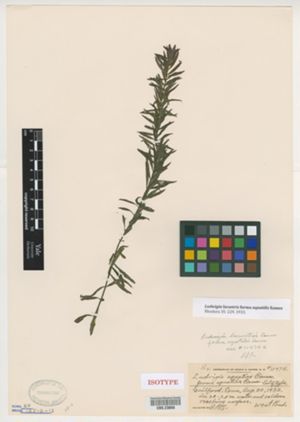 Image of Ludwigia lacustris f. aquatilis