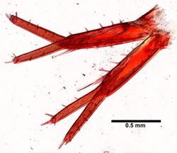 Hyale plumulosa image