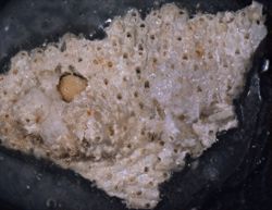 Porella porifera image