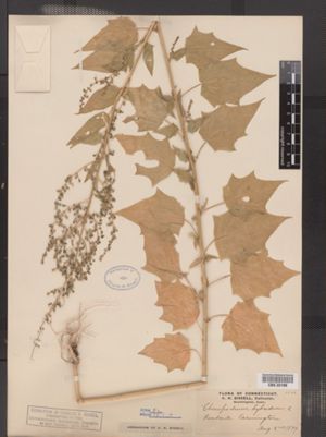 Image of Chenopodium simplex