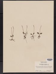 Ophioglossum nudicaule image