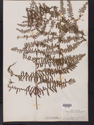 Hypolepis rugosula subsp. rugosula image