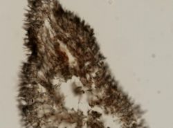 Callyspongia macrodactyla image