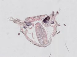 Odontosyllis enopla image