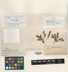 Elaphoglossum pusillum image