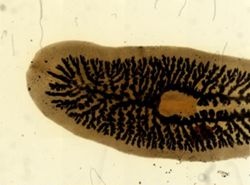 Procotyla fluviatilis image