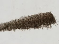 Axinella polycapella image