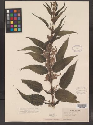 Urtica dioica ssp. gracilis image