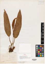 Elaphoglossum boryanum image