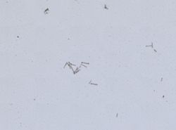 Anheteromeyenia argyrosperma image