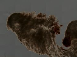 Spirastrella coccinea image