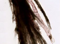Cladorhiza abyssicola image