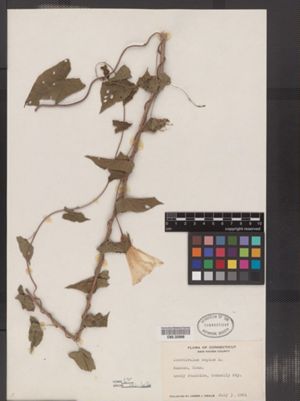 Image of Calystegia sepium