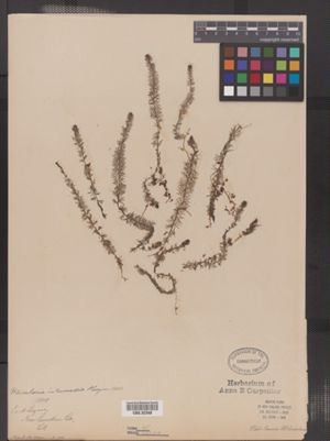 Image of Utricularia intermedia