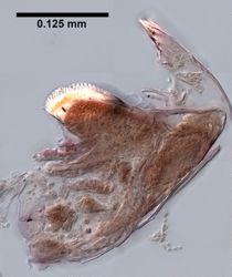 Hyalella inermis image