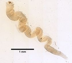 Nemertopsis gracilis image