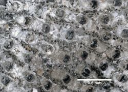 Porella acutirostris image