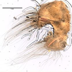 Nephtys bucera image