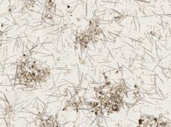 Clathria spinosa image