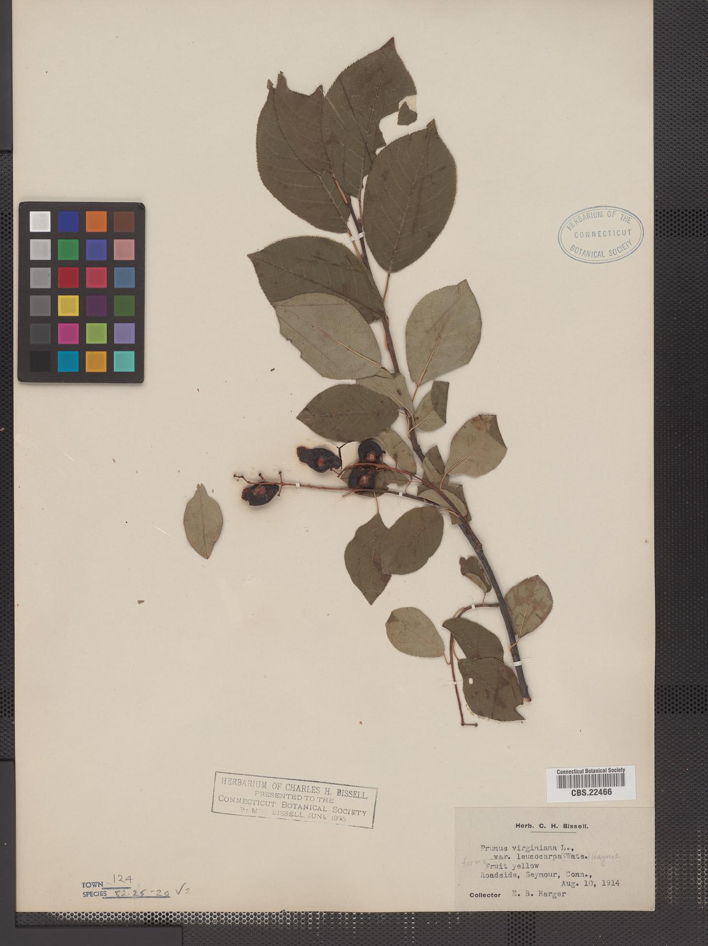 Prunus virginiana var. leucocarpa image