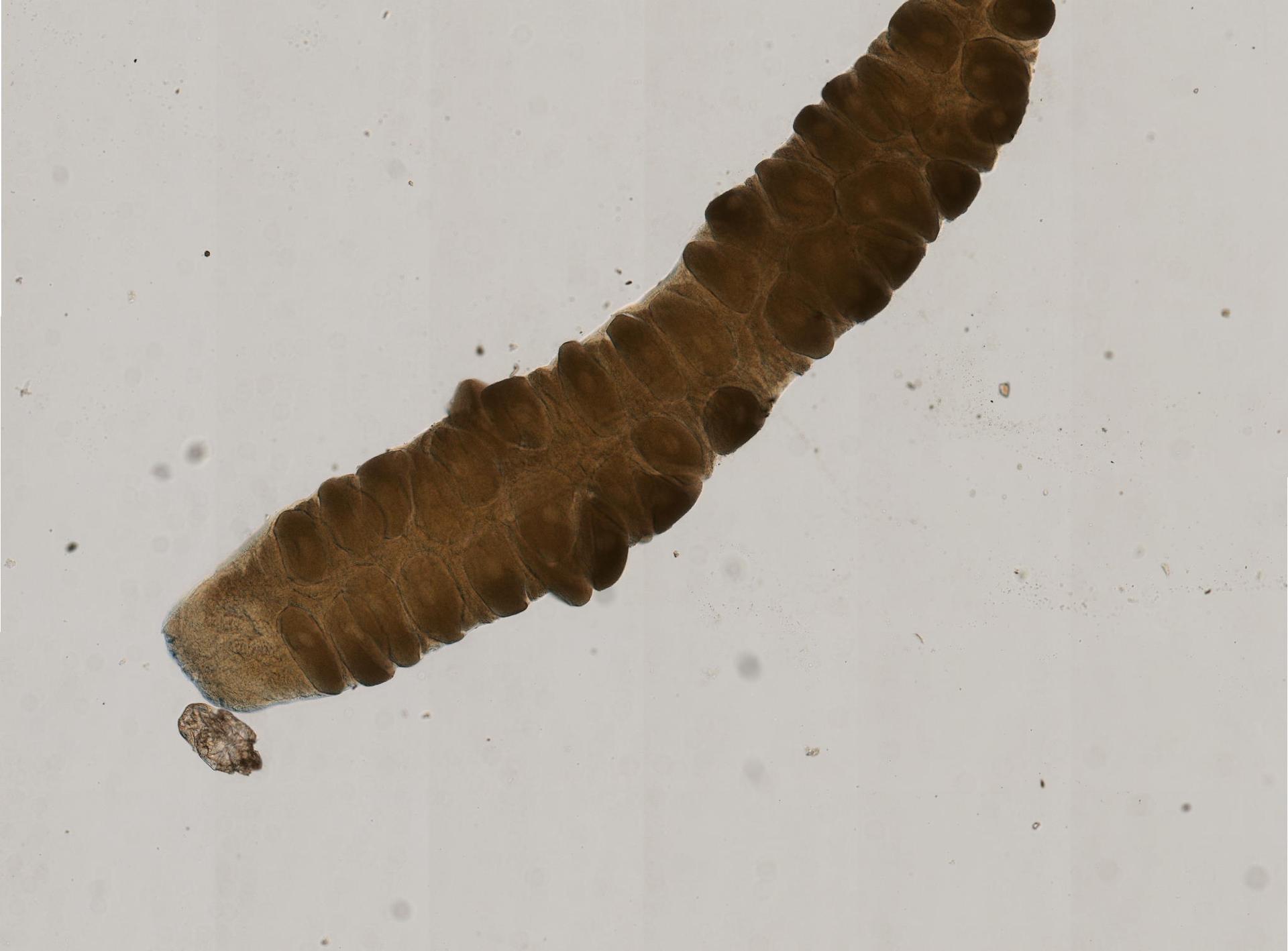 Prostomatidae image