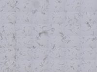 Haliclona oculata image