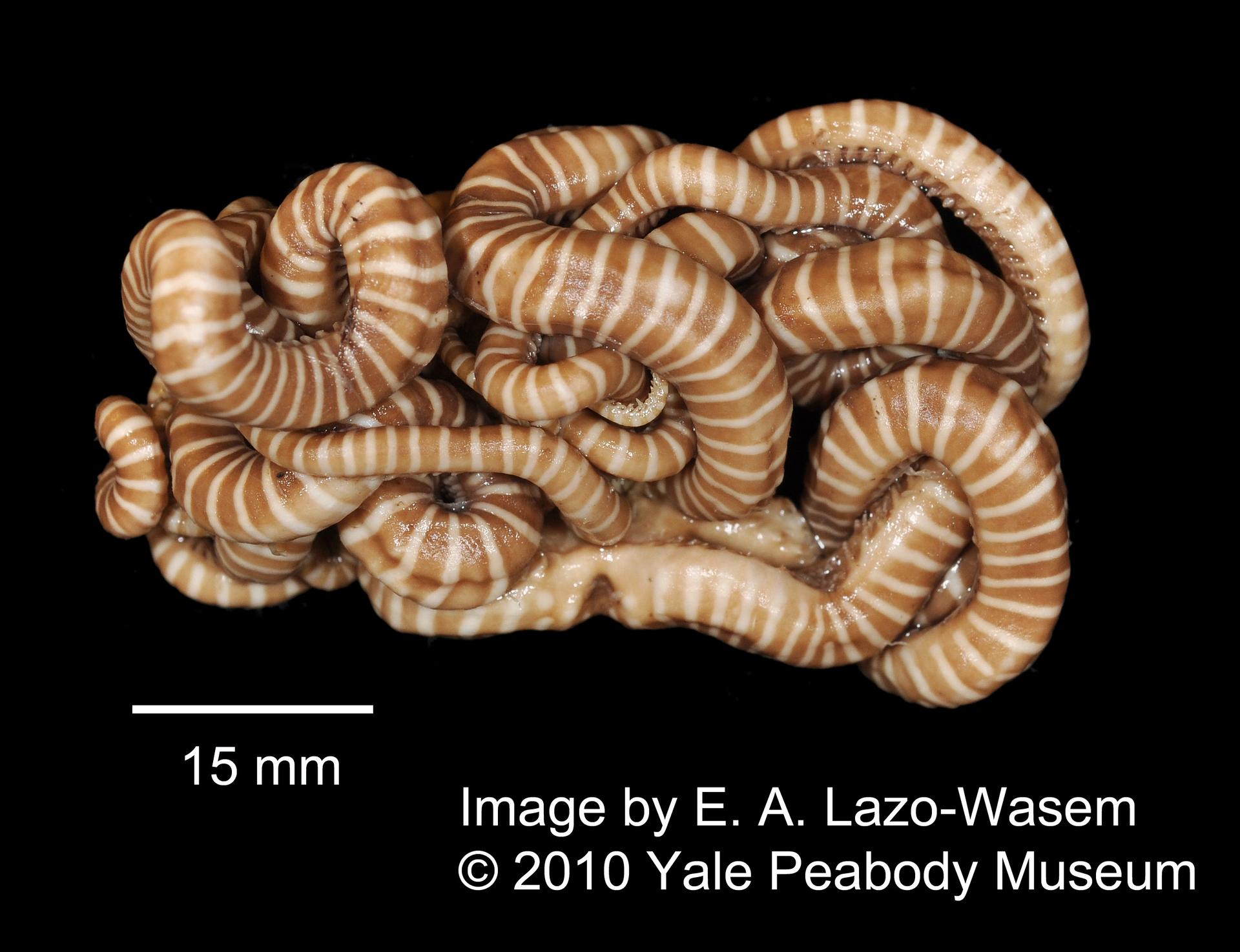 To Yale Peabody Museum of Natural History (YPM IZ 049800)