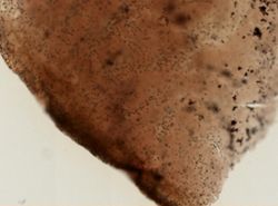 Chondrilla nucula image