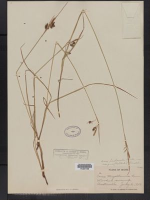 Carex magellanica ssp. irrigua image