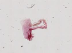 Lysianopsis alba image