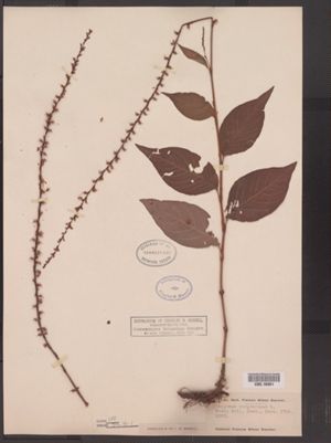 Polygonum virginianum image